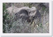 14SerengetiDayGameDrive - 046 * Elephant in the tall grass.